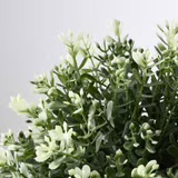 IKEA FEJKA Artificial Thyme Plant for Effortless Greenery - Picture 2 of 2